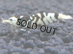 画像1: 054　R【KOREA MAX!】新種系色々MIX ミドルハイ中心100連発！