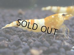 画像1: 130　K【KOREA MAX!】CGSハイグレード！