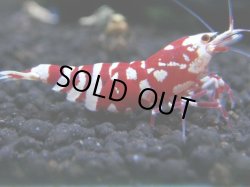 画像1: 016　R【KOREA MAX!】新種系色々MIX ミドルハイ中心100連発！