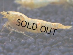 画像1: 188　K【KOREA MAX!】えび繫ゴールドギャラクシー