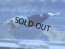 画像1: 219　H【KOREA MAX!】HYshrimp サムライブルー！