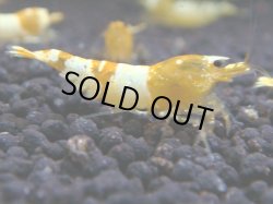 画像1: 125　K【KOREA MAX!】CGSハイグレード！