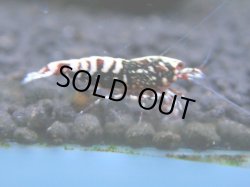 画像1: 037　R【KOREA MAX!】新種系色々MIX ミドルハイ中心100連発！