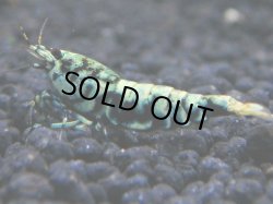 画像1: 063　R【KOREA MAX!】新種系色々MIX ミドルハイ中心100連発！