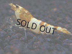 画像1: 121　K【KOREA MAX!】CGSハイグレード！