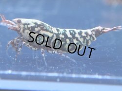 画像1: 202　P【KOREA MAX!】HYshrimp RGハイグレード！