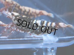 画像1: 203　P【KOREA MAX!】HYshrimp RGハイグレード！