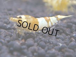 画像1: 126　K【KOREA MAX!】CGSハイグレード！