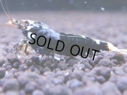 画像1: 112　K【KOREA MAX!】パープルハイグレード！