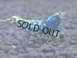 画像1: 006　R【KOREA MAX!】新種系色々MIX ミドルハイ中心100連発！