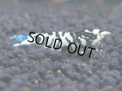 画像1: 038　R【KOREA MAX!】新種系色々MIX ミドルハイ中心100連発！