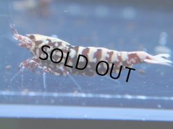 画像1: 204　P【KOREA MAX!】HYshrimp RGハイグレード！