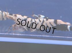 画像1: 238　C【KOREA MAX!】HYshrimp BFT