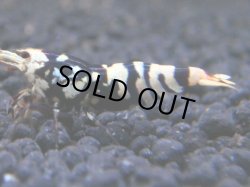 画像1: 020　R【KOREA MAX!】新種系色々MIX ミドルハイ中心100連発！