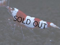 画像1: 162　H【KOREA MAX!】ウルトラレッドお宝！