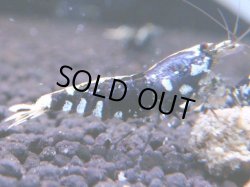 画像1: 113　K【KOREA MAX!】パープルハイグレード！