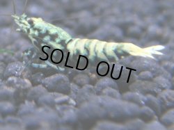 画像1: 023　R【KOREA MAX!】新種系色々MIX ミドルハイ中心100連発！