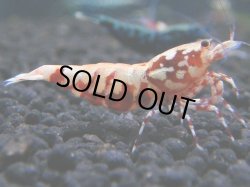 画像1: 075　R【KOREA MAX!】新種系色々MIX ミドルハイ中心100連発！