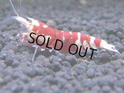 画像1: 096　R【KOREA MAX!】新種系色々MIX ミドルハイ中心100連発！