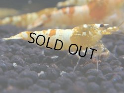 画像1: 129　K【KOREA MAX!】CGSハイグレード！