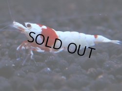 画像1: 165　H【KOREA MAX!】ウルトラレッドお宝！