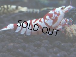 画像1: 003　R【KOREA MAX!】新種系色々MIX ミドルハイ中心100連発！