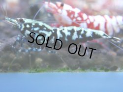 画像1: 035　R【KOREA MAX!】新種系色々MIX ミドルハイ中心100連発！