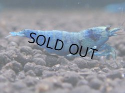 画像1: 134　C【KOREA MAX!】マテリアルブルー♀ハイグレード