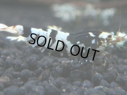 画像1: 145　A【KOREA MAX!】BFTハイグレード