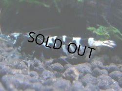 画像1: 064　R【KOREA MAX!】新種系色々MIX ミドルハイ中心100連発！