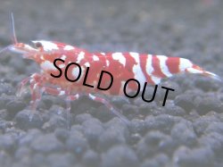 画像1: 071　R【KOREA MAX!】新種系色々MIX ミドルハイ中心100連発！