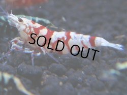 画像1: 009　R【KOREA MAX!】新種系色々MIX ミドルハイ中心100連発！