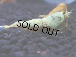 画像1: 186　K【KOREA MAX!】えび繫ゴールドギャラクシー