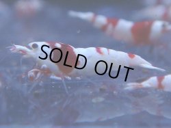 画像1: 223　H【KOREA MAX!】HYshrimp レッドビー！