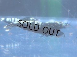 画像1: 192　P【KOREA MAX!】えび繫ダイヤモンドブラック♀