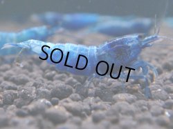 画像1: 135　C【KOREA MAX!】マテリアルブルー♀ハイグレード