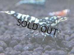 画像1: 090　R【KOREA MAX!】新種系色々MIX ミドルハイ中心100連発！