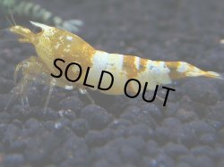 画像1: 021　R【KOREA MAX!】新種系色々MIX ミドルハイ中心100連発！