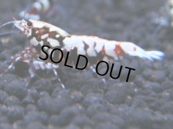 画像1: 022　R【KOREA MAX!】新種系色々MIX ミドルハイ中心100連発！