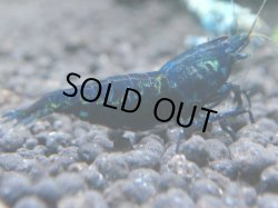 画像1: 105　P【KOREA MAX!】BMGハイグレード！