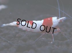 画像1: 161　H【KOREA MAX!】ウルトラレッドお宝！