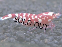 画像1: 010　R【KOREA MAX!】新種系色々MIX ミドルハイ中心100連発！