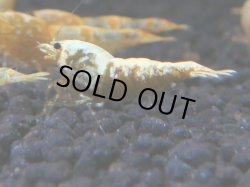 画像1: 189　K【KOREA MAX!】えび繫ゴールドギャラクシー