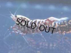 画像1: 205　P【KOREA MAX!】HYshrimp RGハイグレード！