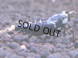 画像1: 118　K【KOREA MAX!】パープルハイグレード！