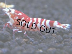 画像1: 012　R【KOREA MAX!】新種系色々MIX ミドルハイ中心100連発！