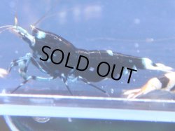 画像1: 237　C【KOREA MAX!】HYshrimp BFT