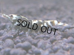 画像1: 114　K【KOREA MAX!】パープルハイグレード！