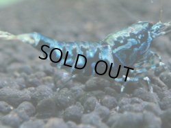 画像1: 110　P【KOREA MAX!】BMGハイグレード！