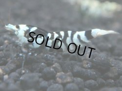 画像1: 144　A【KOREA MAX!】BFTハイグレード